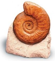 Ammonite