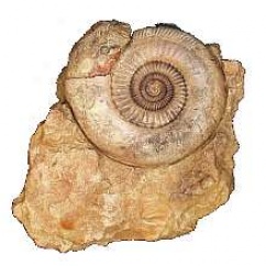 Parkindonia Sp. (mollusk Fossil Reproduction) Middle Jurassic Period
