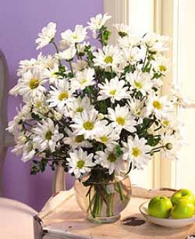 Bouquet Of White Daisies