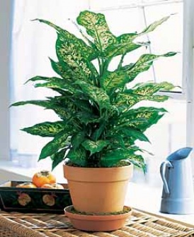Dieffenbachia