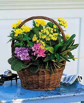European Basket