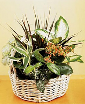 European Dish Garden
