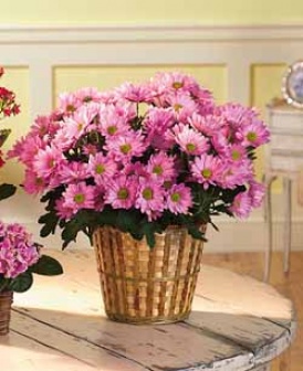Flowering Potpourri