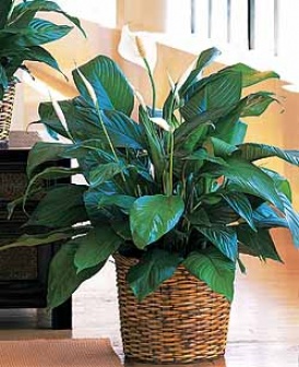 Peace Lily
