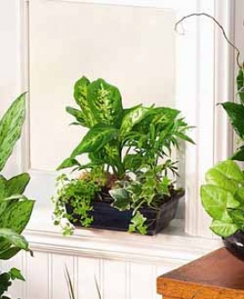 Personal Dish Garden