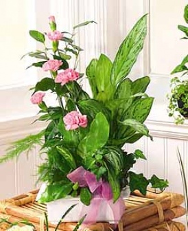 Quaint Flowering Garden