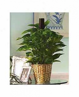 Variegated Plant On Pole