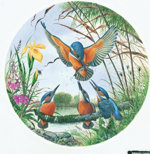 Kingfsihers Jigsaw Puzzle 500pc
