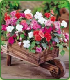 Busy Lizzy  Wooden Wheelbarrow Set