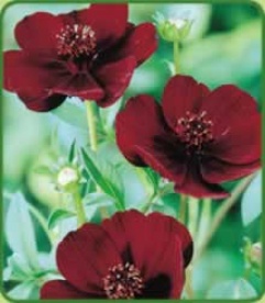 Chocolate Plant X 6 (cosmos Atrosanguineum)