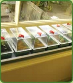 Lightning-like Windowsill Propagator