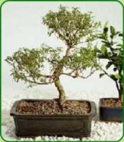 Flowering Serissa 15yr Old