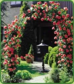 Garden Arch With 2 Cimbing Scarlet Roses
