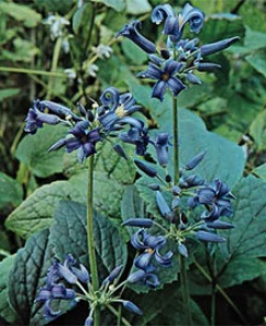 Heraceifolia Mrs Brydon