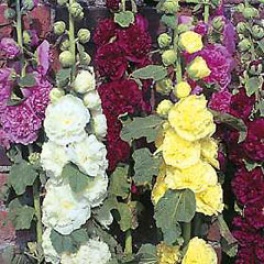 Hollyhock Powder Puffs Mixed Seeds