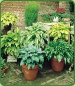 Hosta Mix X 6