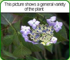 Hydrangea Mariesii Variegata
