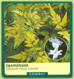 Jasminum Officinale 'fiona Sunrise'