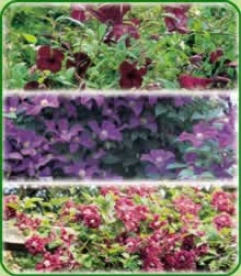 Late Flowering Clematis Collection