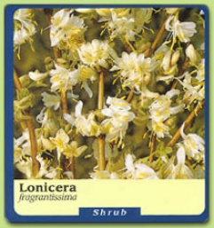 Lonicera Fragrantissima