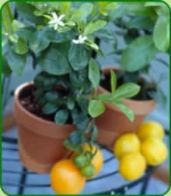 Orange Tree