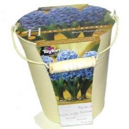 Outdoor Hyacinth Blub Increasing Kit