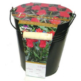 Outdoor Tulip Bulb Growing Kit