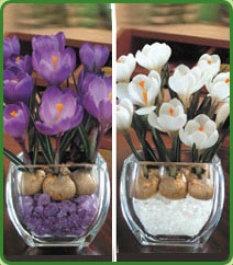 Pair Of Crocus Small Glass Cubes