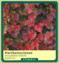 Parthenocissus Tricupidata 'veitchii'
