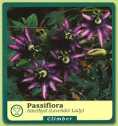 Passiflora Lavender Lady