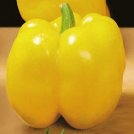 Pepper Golden Bell