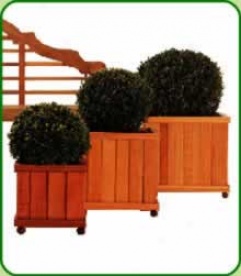 Small Hardwood Plantwr