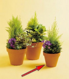 Small Terracotta Ppanter & 3 Plants