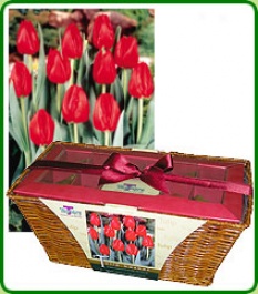Tulip Presentation Basket