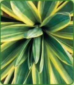 Yucca Gloriosa 'variegata'