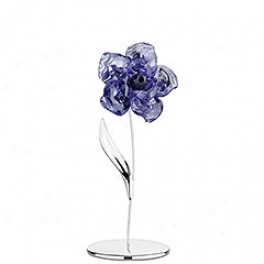 Darany, Tanzanite