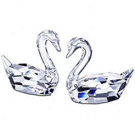 Flirting Swans