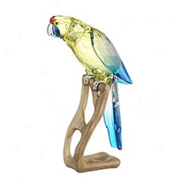 Green Rosella, Jonquil