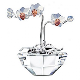 Orchid