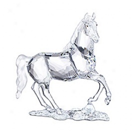 Stallion