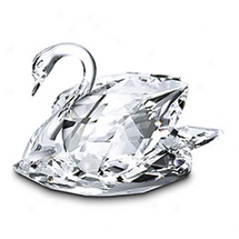Swan, Large